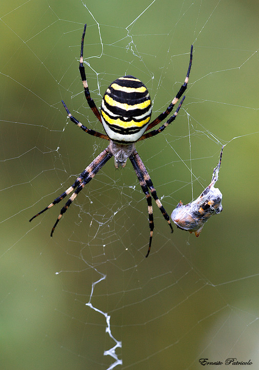 Argiope bruennichi  con preda